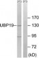 USP19 Antibody (aa391-440)